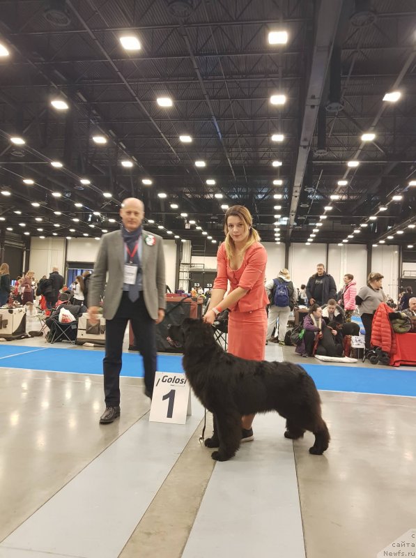 Фото: ньюфаундленд Super Premium Yalta (Супер Премиум Ялта)