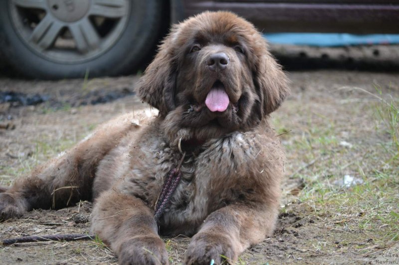 Фото: ньюфаундленд Hanni dlya Vyatskikh Medvedey (Ханни для Вятских Медведей)
