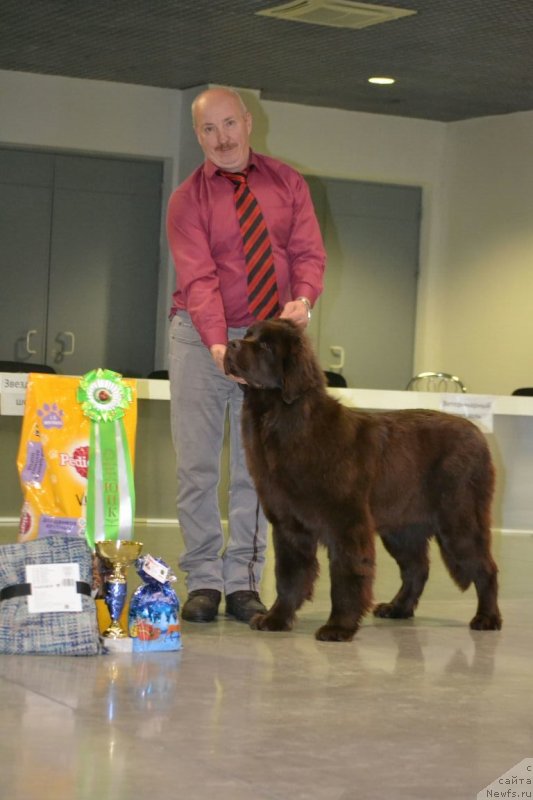 Фото: ньюфаундленд Hanni dlya Vyatskikh Medvedey (Ханни для Вятских Медведей)