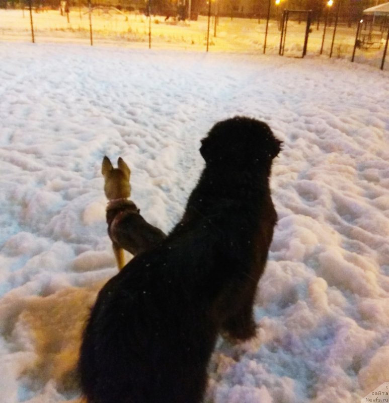 Фотография № 240706