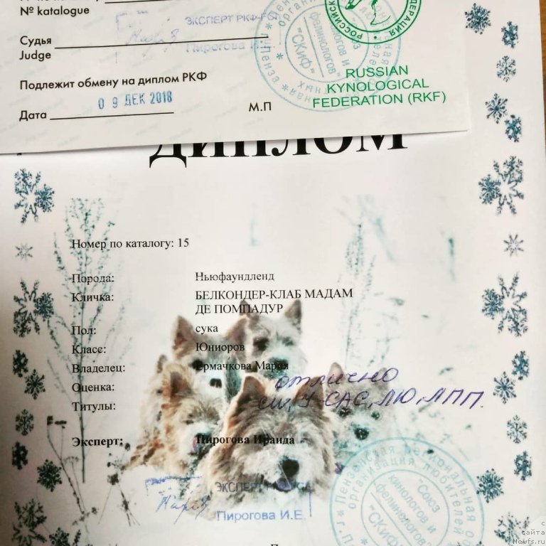 Фото: ньюфаундленд Belkonder-Klab Madam de Pompadur (Белкондер-Клаб Мадам де Помпадур)