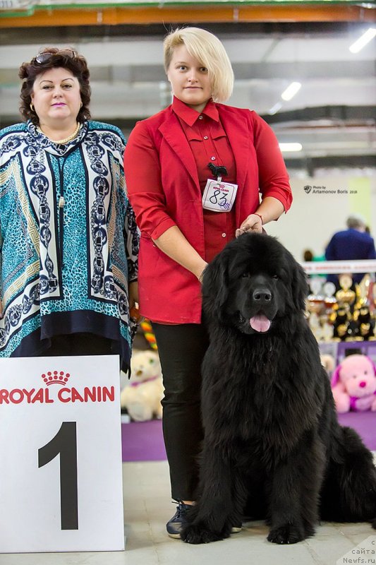 Фото: ньюфаундленд Ludvig Andreas fon Feyerbah (Людвиг Андреас фон Фейербах)