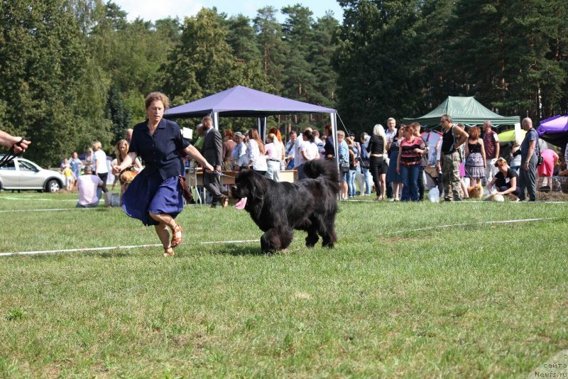 Фото: ньюфаундленд Majestic Goodsoul Poppy Pie