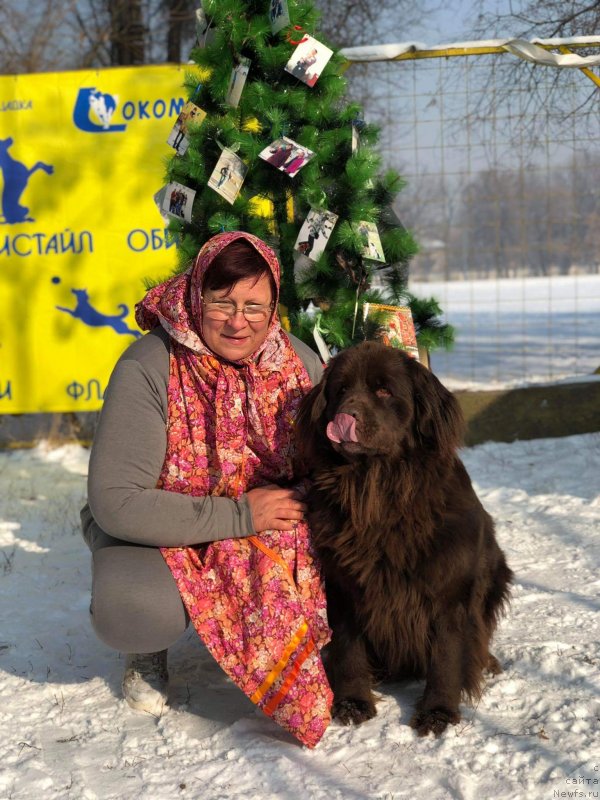 Фото: ньюфаундленд Al'fa Dar Oksa Verka Serdyuchka (Альфа Дар Окса Верка Сердючка)
