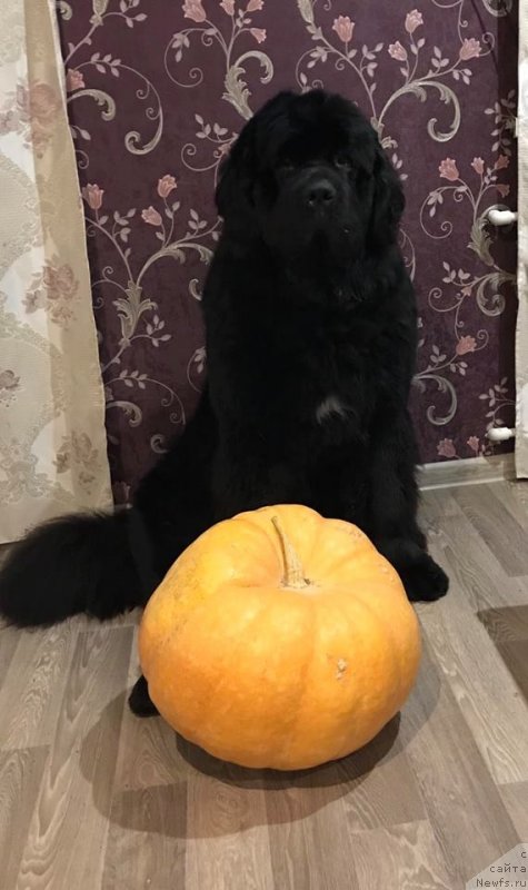 Фото: ньюфаундленд Barby iz Zamka Melvin (Барби из Замка Мелвин)