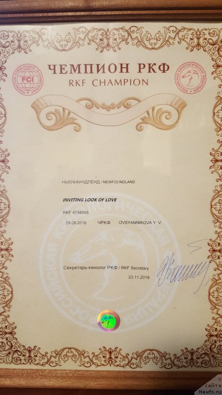 Фото: ньюфаундленд Inviting Look of Love (Инвайтинг Лук оф Лав), ньюфаундленд Inviting Look of Love (Инвайтинг Лук оф Лав)