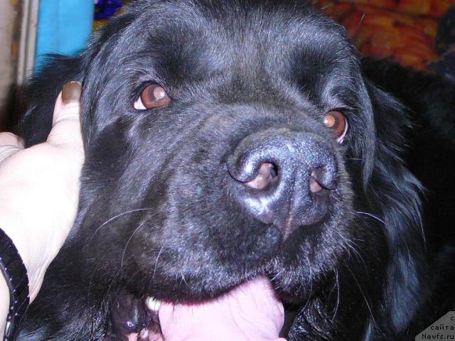 Фото: ньюфаундленд Plyushevaya Panda Gabriyela (Плюшевая Панда Габриэла)