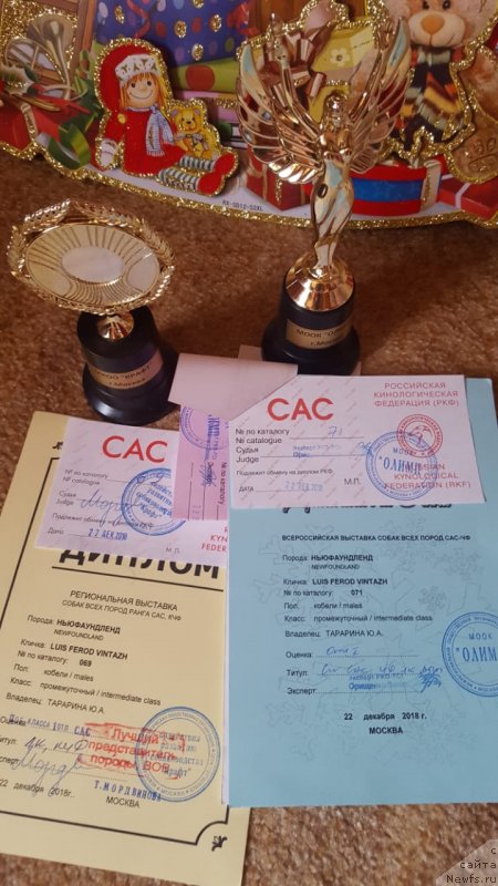 Фото: ньюфаундленд Luis Ferod Vintazh (Луис Ферод Винтаж)