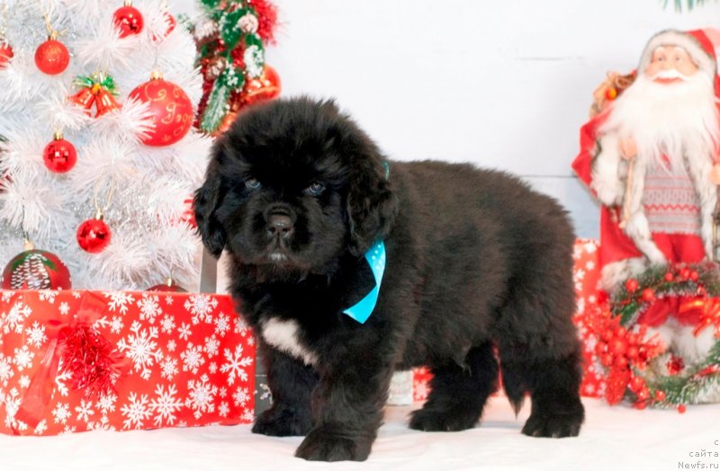 Фотография № 240759