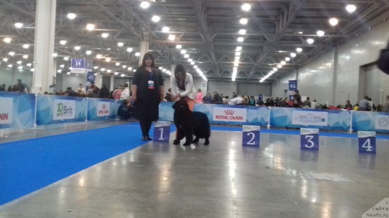 Фото: ньюфаундленд Super Premium Yalta (Супер Премиум Ялта)