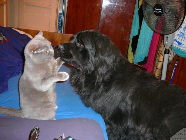 Фото: ньюфаундленд Plyushevaya Panda Gabriyela (Плюшевая Панда Габриэла)