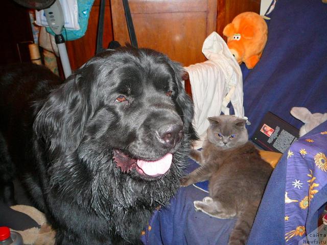 Фото: ньюфаундленд Plyushevaya Panda Gabriyela (Плюшевая Панда Габриэла)