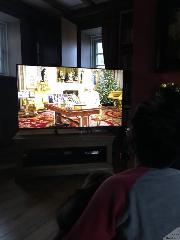 Фото: ньюфаундленд Nobl King May Lord Simba (Нобл Кинг Май Лорд Симба)