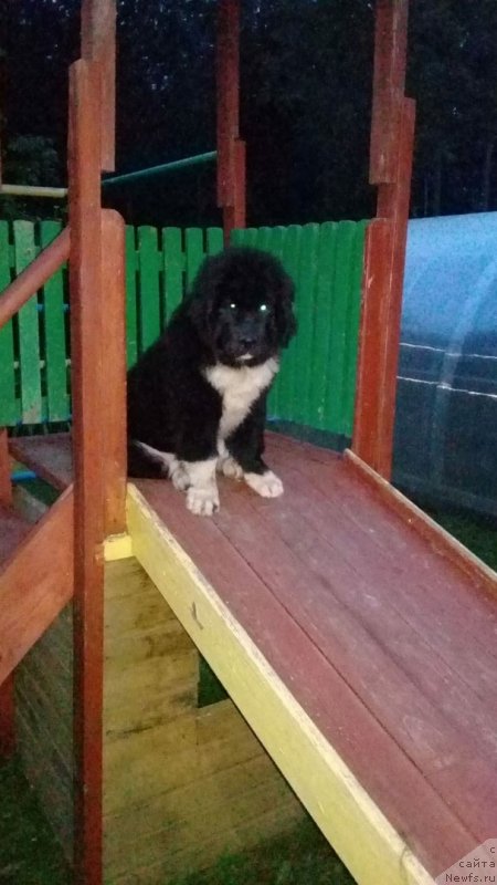 Фото: ньюфаундленд Ejevika ot Karel'skih Medvedey (Ежевика от Карельских Медведей)