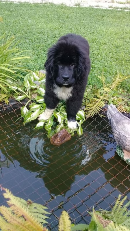 Фото: ньюфаундленд Ejevika ot Karel'skih Medvedey (Ежевика от Карельских Медведей)