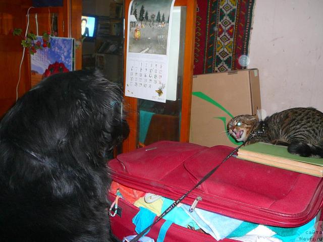 Фото: ньюфаундленд Plyushevaya Panda Gabriyela (Плюшевая Панда Габриэла)