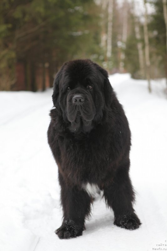 Фото: ньюфаундленд Cristalmar Cadeaux de Noel