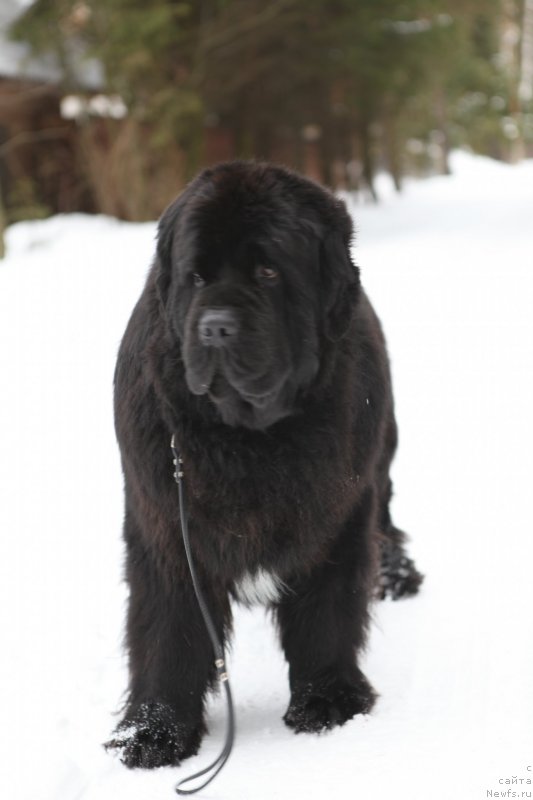 Фото: ньюфаундленд Cristalmar Cadeaux de Noel