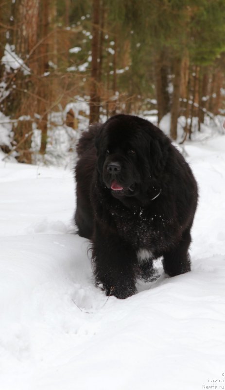 Фото: ньюфаундленд Cristalmar Cadeaux de Noel