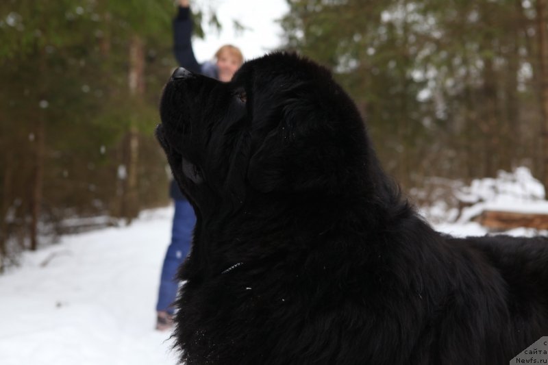 Фото: ньюфаундленд Cristalmar Cadeaux de Noel
