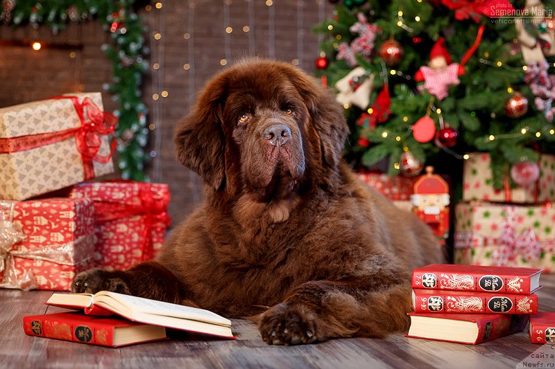 Фотография № 240839