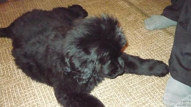 Фото: ньюфаундленд YUnona iz Zolotogo Treugol'nika (Юнона из Золотого Треугольника)