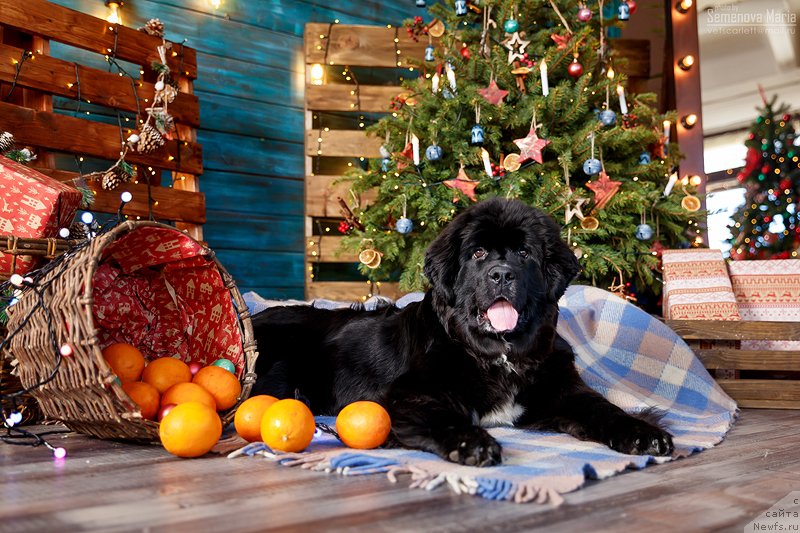 Фотография № 240842