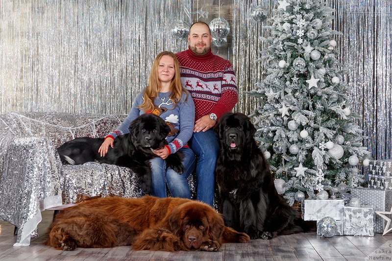 Фото: ньюфаундленд Alis Blues Perfect Panda (Элис Блюз Перфект Панда), Tat'yana Rozanova (Татьяна Розанова), Шурик, ньюфаундленд Chernyi Sharm Angel'skaya Krasota (Черный Шарм Ангельская Красота), ньюфаундленд Njufort Amanda Blum (Ньюфорт Аманда Блум)