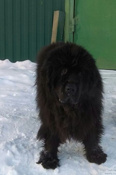 Фото: ньюфаундленд Toptyijka Nikoletta (Топтыжка Николетта)