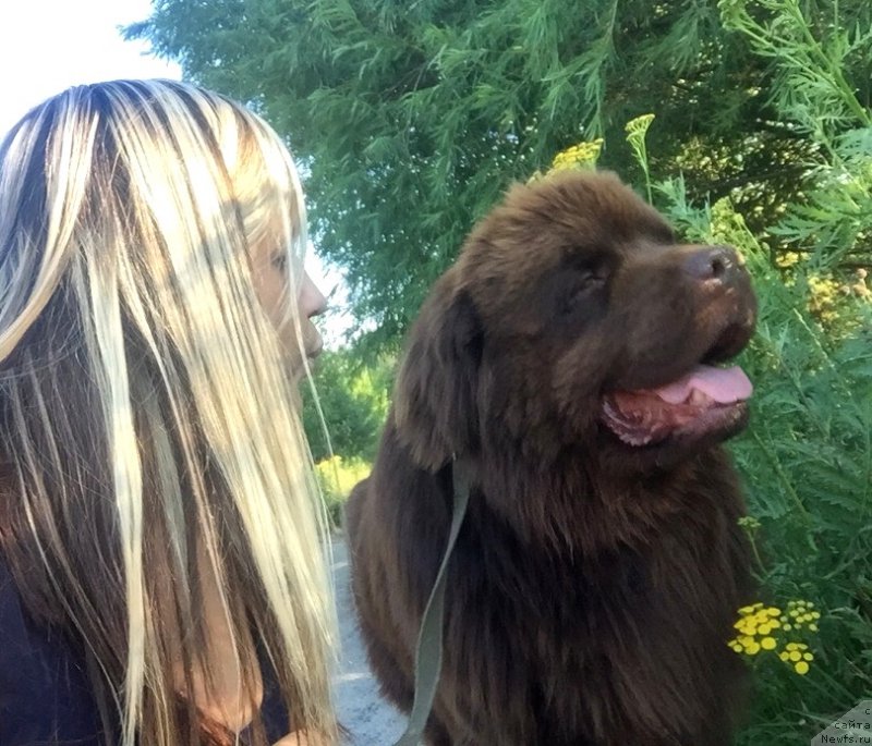 Фото: ньюфаундленд Plushevaya Panda Eloge du Orange (Плюшевая Панда Елоге ду Оранге)