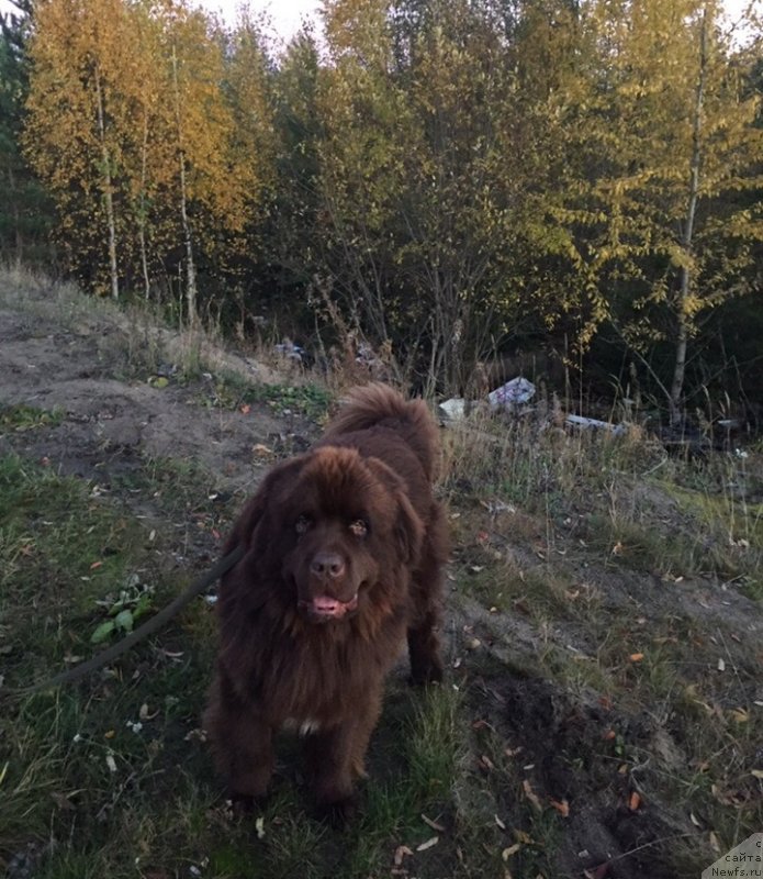 Фото: ньюфаундленд Plushevaya Panda Eloge du Orange (Плюшевая Панда Елоге ду Оранге)