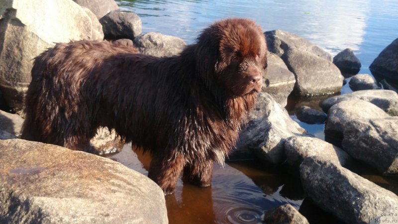 Фото: ньюфаундленд Plushevaya Panda Eloge du Orange (Плюшевая Панда Елоге ду Оранге)
