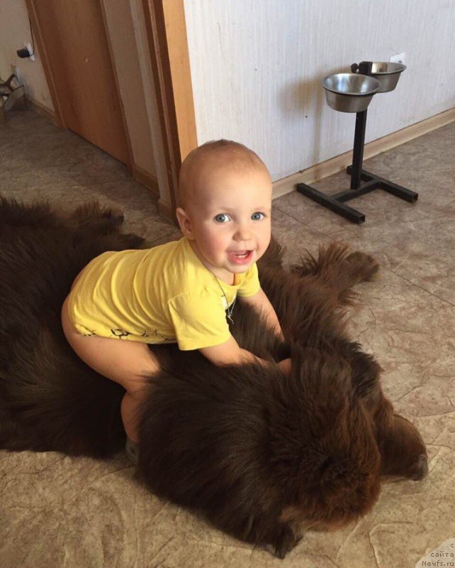 Фото: ньюфаундленд Plushevaya Panda Eloge du Orange (Плюшевая Панда Елоге ду Оранге)