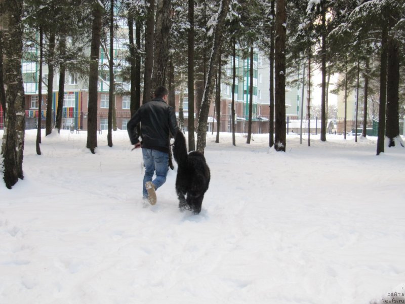 Фото: ньюфаундленд Richchi s Berega Dona (Риччи с Берега Дона)