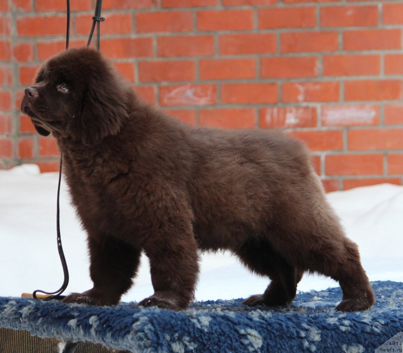 Фото: ньюфаундленд Super Premium I m Kiss Kiss (Супер Премиум Ай эм Кис Кис)