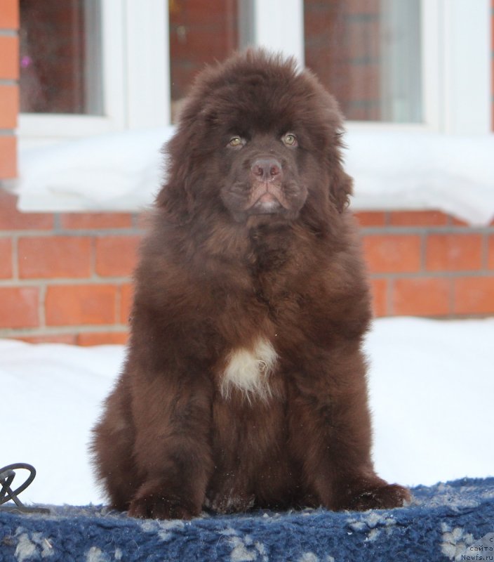 Фотография № 240901