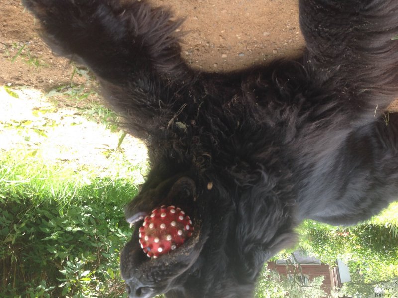 Фото: ньюфаундленд Sent Djons Erni Marich (Сент Джонс Эрни Марич)