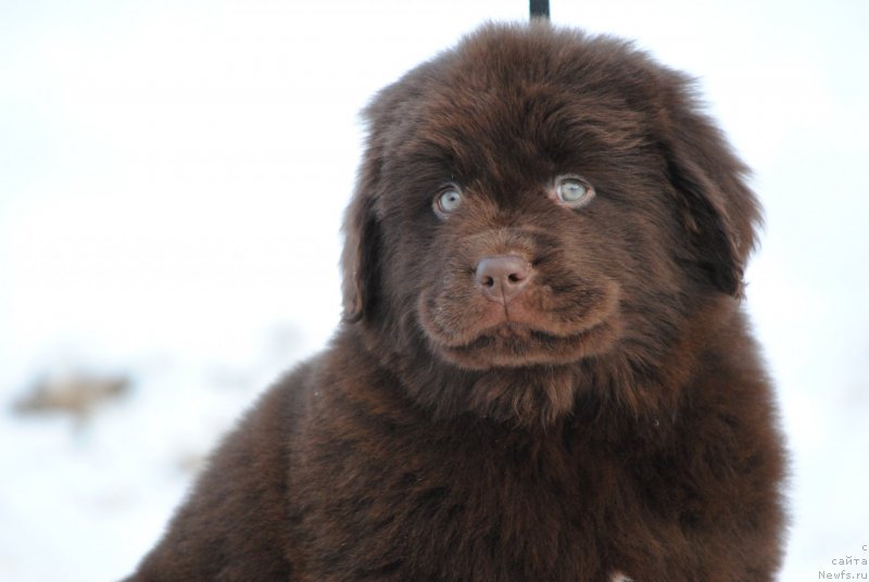 Фото: ньюфаундленд Moya Stihiya Santo Stefano (Моя Стихия Санто Стефано)