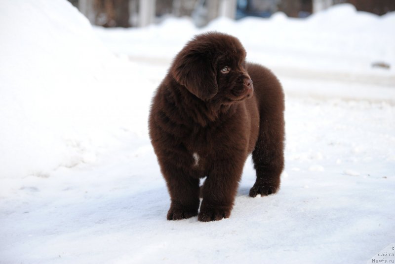 Фото: ньюфаундленд Moya Stihiya Santo Stefano (Моя Стихия Санто Стефано)