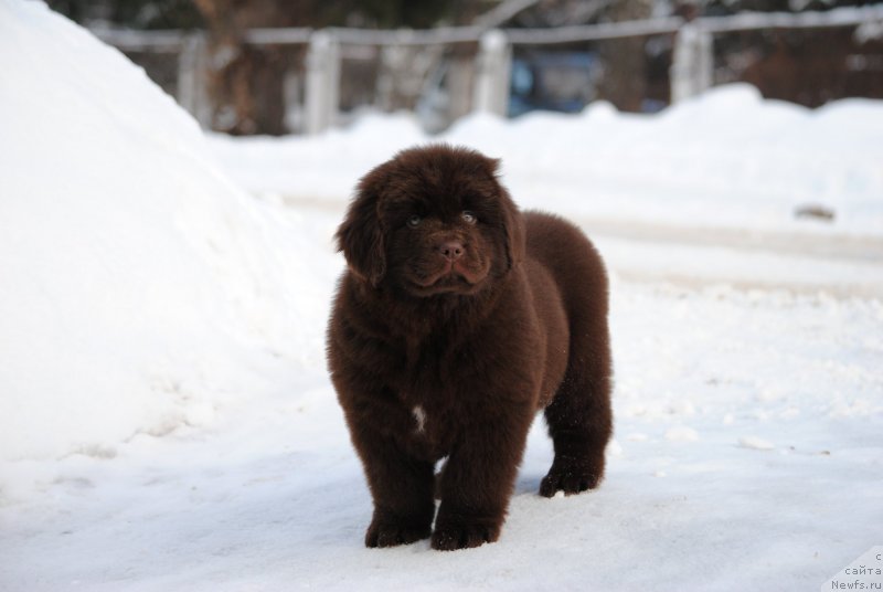 Фото: ньюфаундленд Moya Stihiya Santo Stefano (Моя Стихия Санто Стефано)
