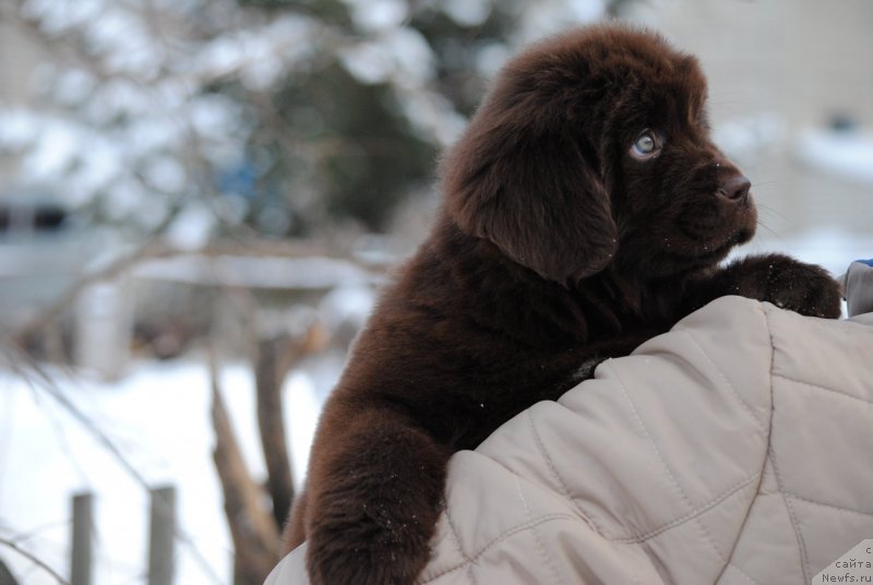 Фото: ньюфаундленд Moya Stihiya Santo Stefano (Моя Стихия Санто Стефано)