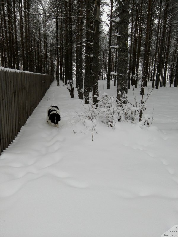 Фото: ньюфаундленд Dior ot Karel'skih Medvedey (Диор от Карельских Медведей)