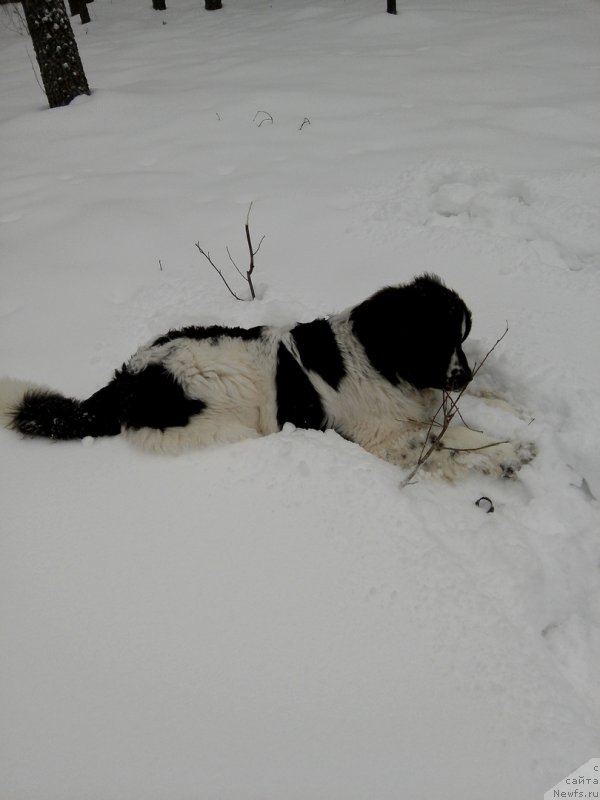 Фото: ньюфаундленд Dior ot Karel'skih Medvedey (Диор от Карельских Медведей)