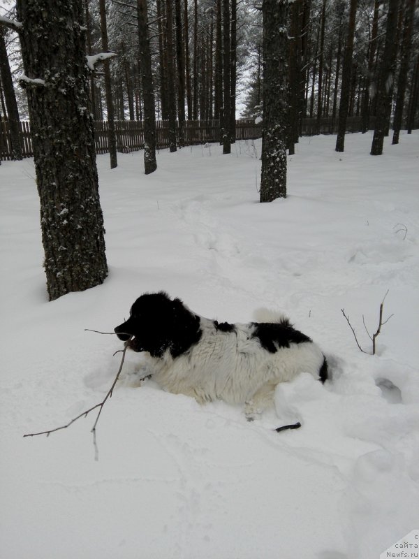Фото: ньюфаундленд Dior ot Karel'skih Medvedey (Диор от Карельских Медведей)