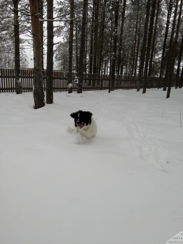 Фото: ньюфаундленд Dior ot Karel'skih Medvedey (Диор от Карельских Медведей)