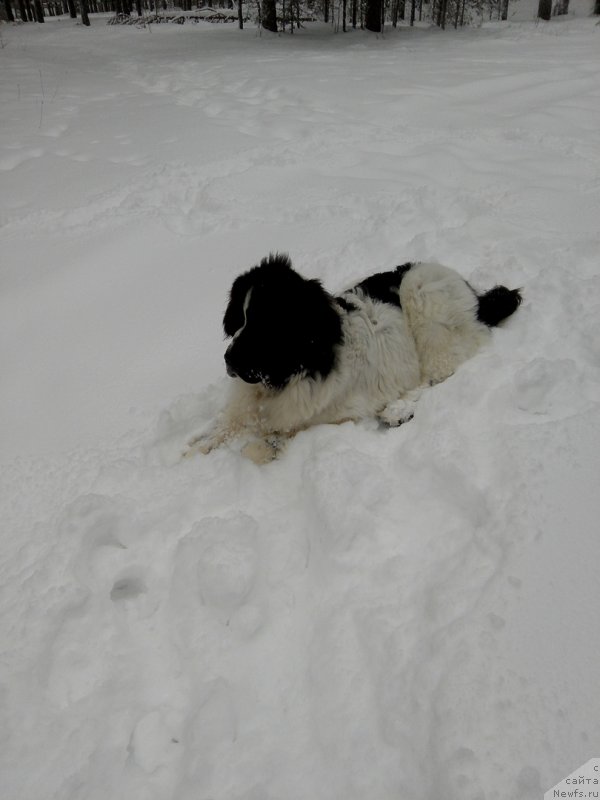 Фото: ньюфаундленд Dior ot Karel'skih Medvedey (Диор от Карельских Медведей)