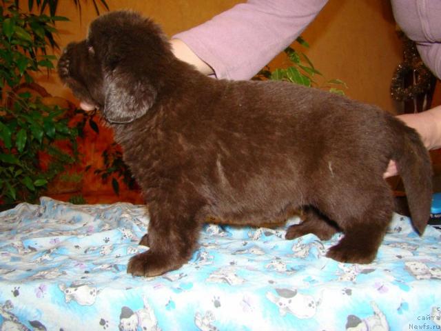 Фото: ньюфаундленд Komandor iz Medvej'ego YAra (Командор из Медвежьего Яра)