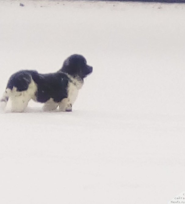 Фото: ньюфаундленд Jemchug Severa ot Karel'skih Medvedey (Жемчуг Севера от Карельских Медведей)