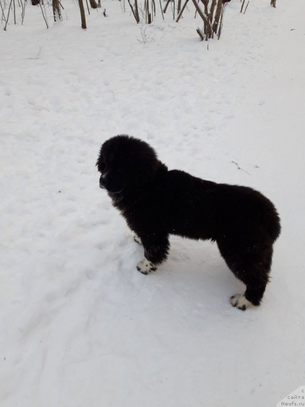 Фото: ньюфаундленд Jasmin ot Karel'skih Medvedey (Жасмин от Карельских Медведей)