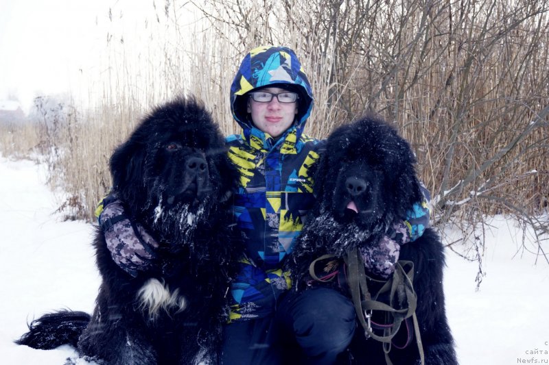 Фото: ньюфаундленд Pitern'yuf CHabot Armagnak (Питерньюф Чабот Армагнак), ньюфаундленд Fluffy Avalanch Veyat (Флюфи Аваланч Веят)